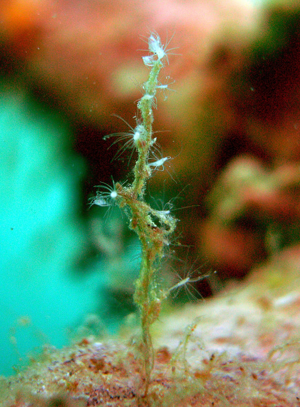 Polypenbaum