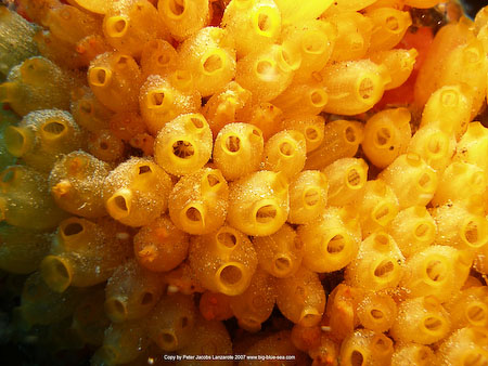 Artenführer Lanzarote