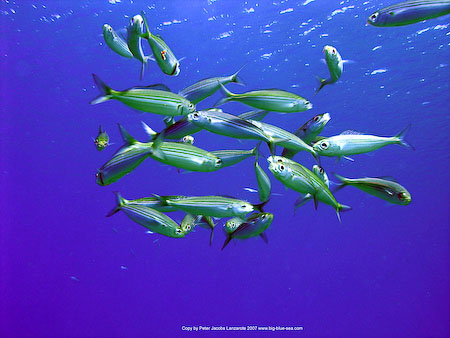 Artenführer Lanzarote