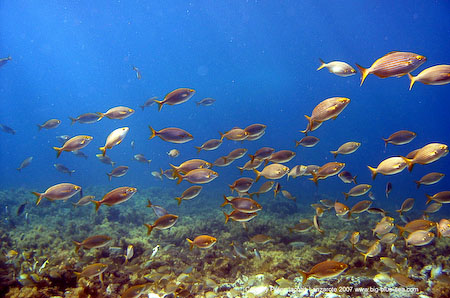Artenführer Lanzarote