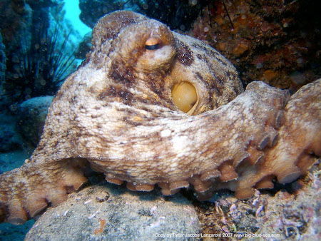 Artenführer Lanzarote