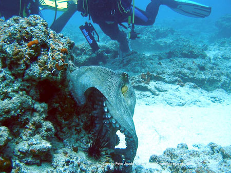 Artenführer Lanzarote