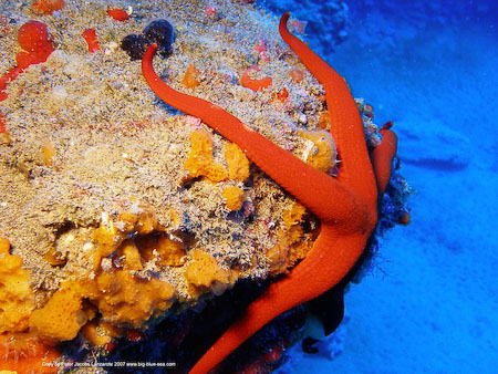 Artenführer Lanzarote