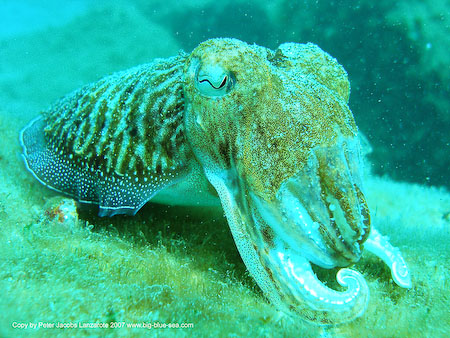 Artenführer Lanzarote