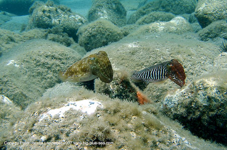 Artenführer Lanzarote