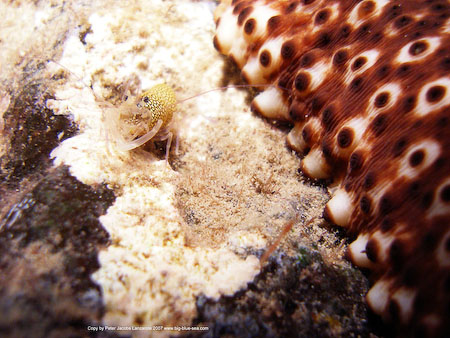 Artenführer Lanzarote