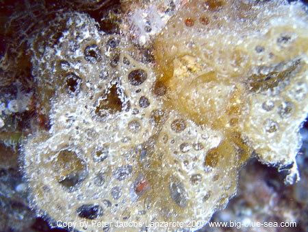 Artenführer Lanzarote