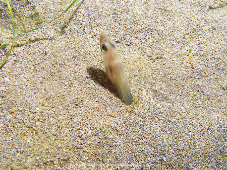 Artenführer Lanzarote