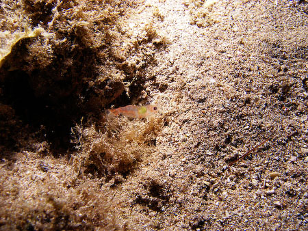 Artenführer Lanzarote