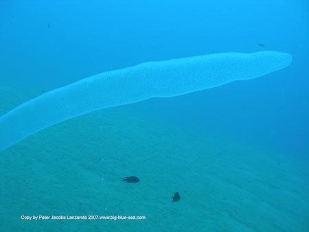 Artenführer Lanzarote
