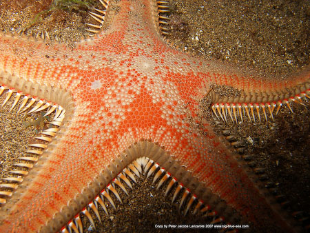 Artenführer Lanzarote