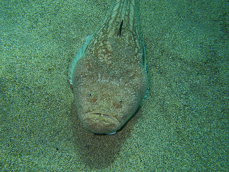 Artenführer Lanzarote
