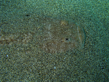 Artenführer Lanzarote