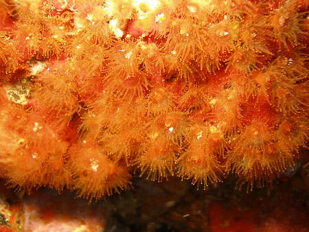 Artenführer Lanzarote