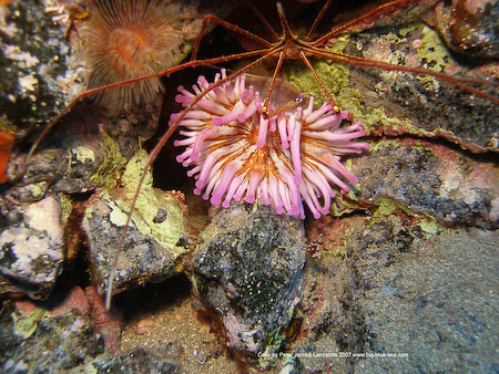 Artenführer Lanzarote