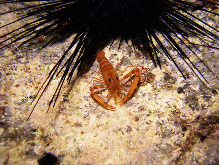 Artenführer Lanzarote