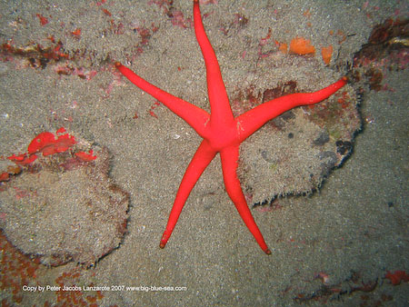 Artenführer Lanzarote