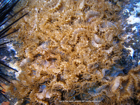 Artenführer Lanzarote