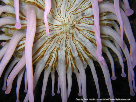 Artenführer Lanzarote