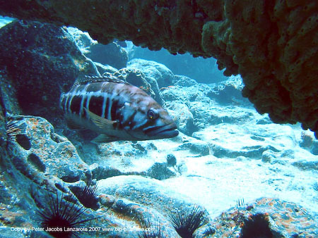 Artenführer Lanzarote