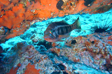 Artenführer Lanzarote