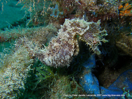 Artenführer Lanzarote