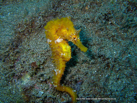 Artenführer Lanzarote