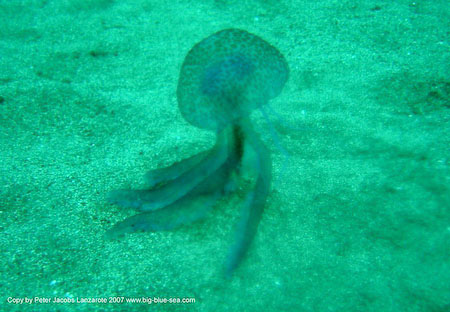 Artenführer Lanzarote