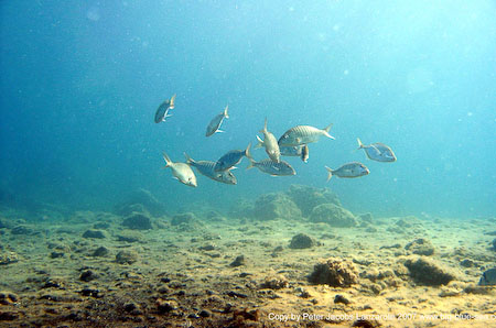 Artenführer Lanzarote