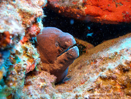 Artenführer Lanzarote