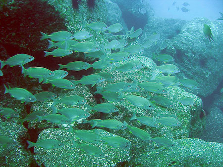 Artenführer Lanzarote