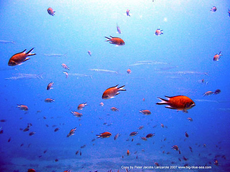 Artenführer Lanzarote