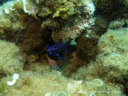 Artenführer Lanzarote