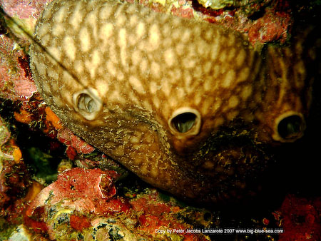 Artenführer Lanzarote