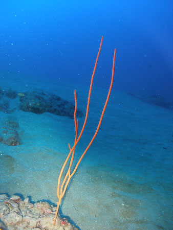 Artenführer Lanzarote